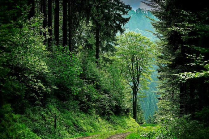 Viajar a la Selva Negra en autocaravana