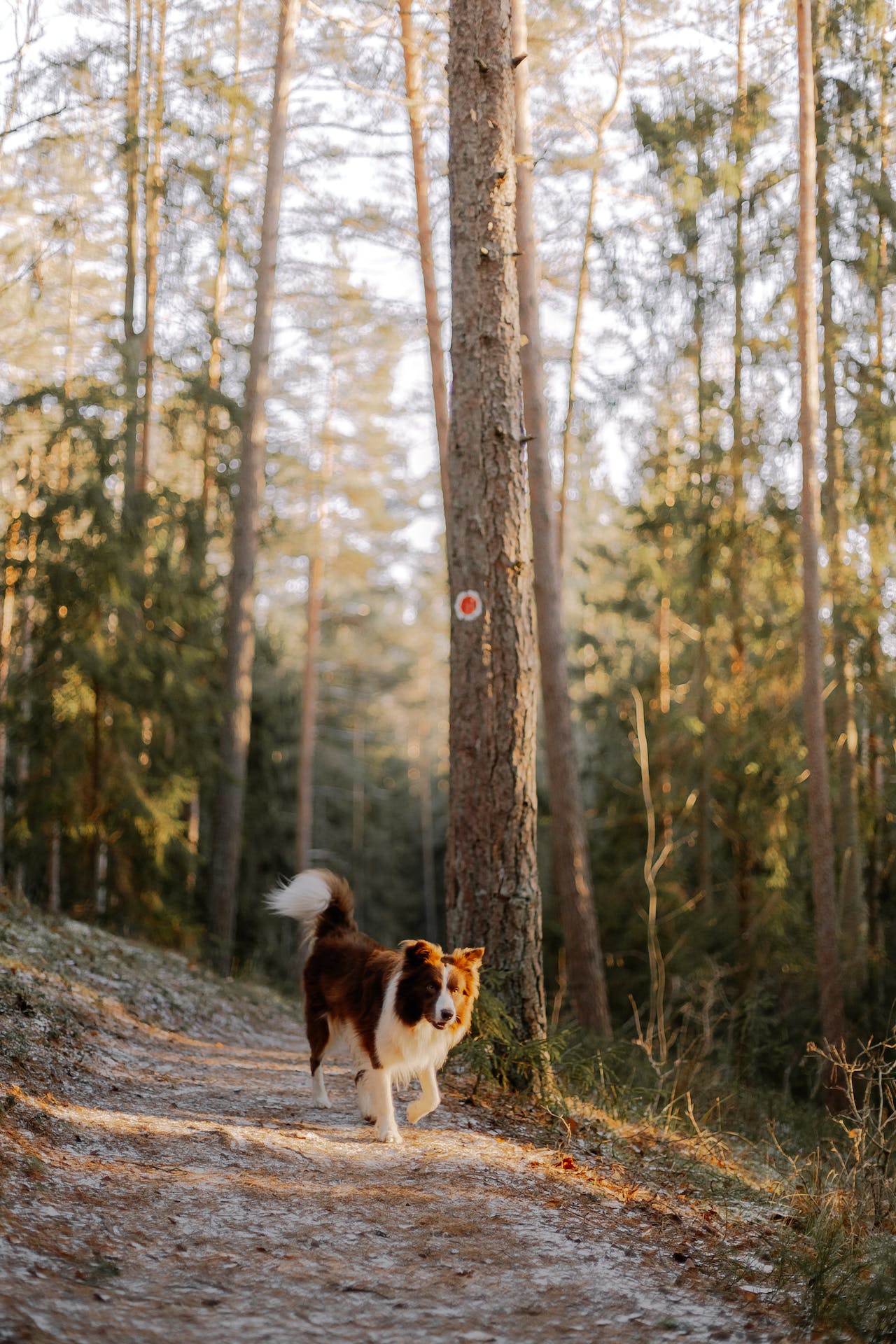 Viajar en autocaravana con mascotas